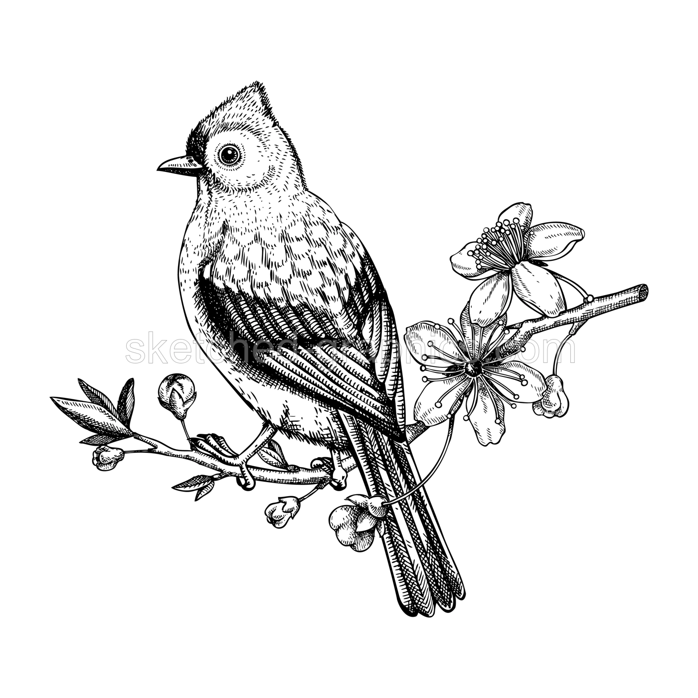 Tufted titmouse sitting on flowering cherry branch sketch. Vector spring illustration isolated on white background. Hand drawn passerine bird on blooming sakura tree with leaves and flowers design  Illustration